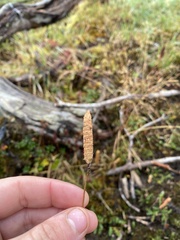 Elsholtzia strobilifera