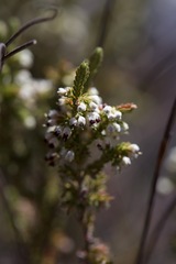 Erica imbricata