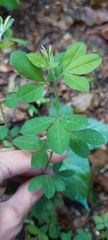 Genista monspessulana