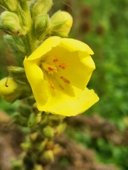 Verbascum densiflorum