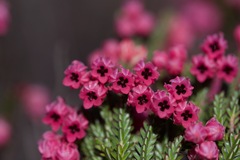 Erica tegulifolia