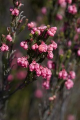 Erica tegulifolia