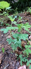 Genista monspessulana
