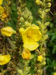 Verbascum densiflorum