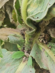 Verbascum densiflorum