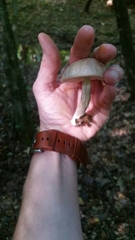 Leccinellum albellum