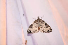 Eulithis explanata