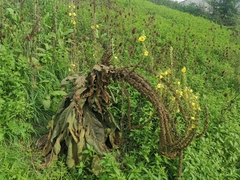 Verbascum densiflorum