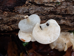 Clitocybe truncicola