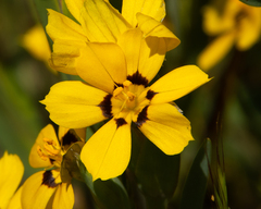 Sisyrinchium graminifolium