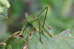Phaneroptera nigroantennata