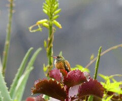 Amazilis amazilia