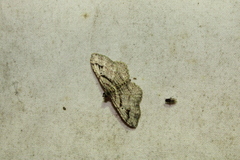 Costaconvexa centrostrigaria