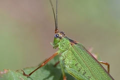 Phaneroptera nigroantennata