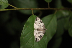 Eulithis explanata