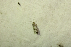 Notocelia rosaecolana