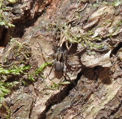 Pardosa