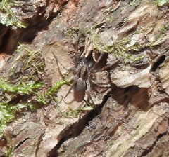 Pardosa