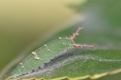Hestina assimilis