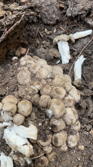 Lyophyllaceae