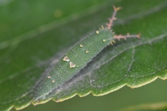 Hestina assimilis