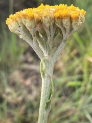 Helichrysum nudifolium