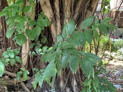 Celtis tetrandra