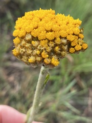 Helichrysum nudifolium