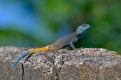 Acanthocercus cyanogaster