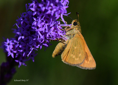 Hesperia meskei straton