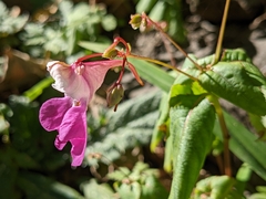 Impatiens balfourii