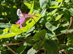 Impatiens balfourii