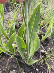 Helichrysum nudifolium