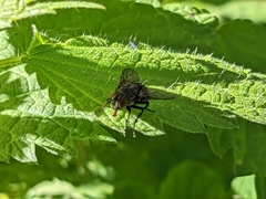 Diptera