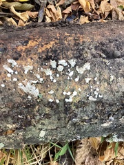 Ductifera pululahuana