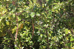 Quadrella jamaicensis