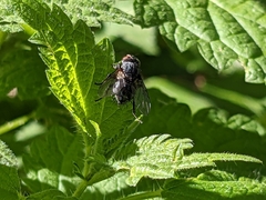 Diptera