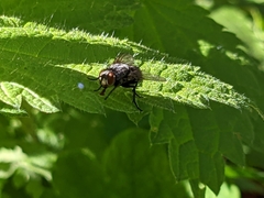 Diptera