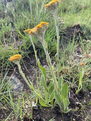 Helichrysum nudifolium