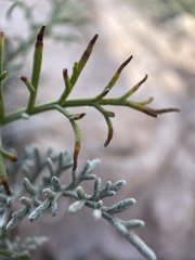 Hymenopappus filifolius
