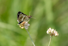 Spialia