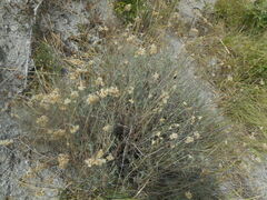 Helichrysum italicum