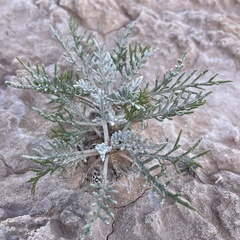 Hymenopappus filifolius