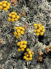 Helichrysum galpinii