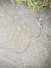 Bungarus multicinctus