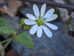 Stellaria
