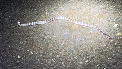 Bungarus multicinctus