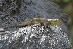 Acanthocercus cyanogaster