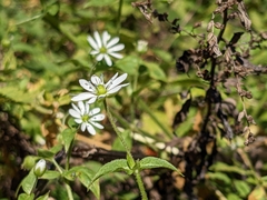 Stellaria