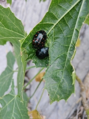 Pachycoris torridus